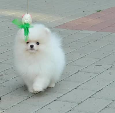 Pomeranian puppies for sale 2 month age Whatsapp no 03291198929