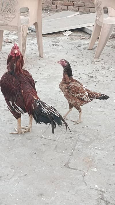 ASEEL HEN'S FULL HEALTHY PAIR MALE FEMALE