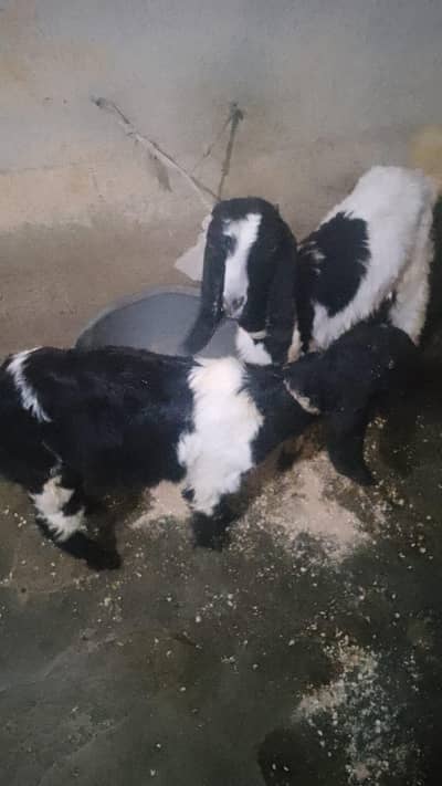 bakra palai service available