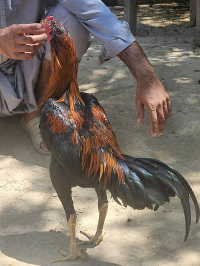 pure pakoye patha