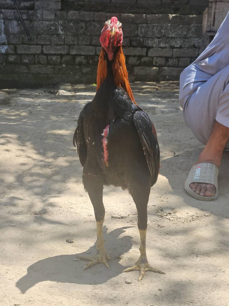 pure pakoye patha 1