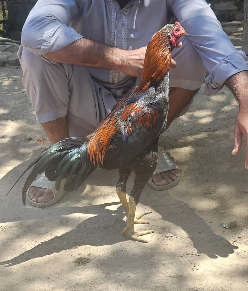 pure pakoye patha 2