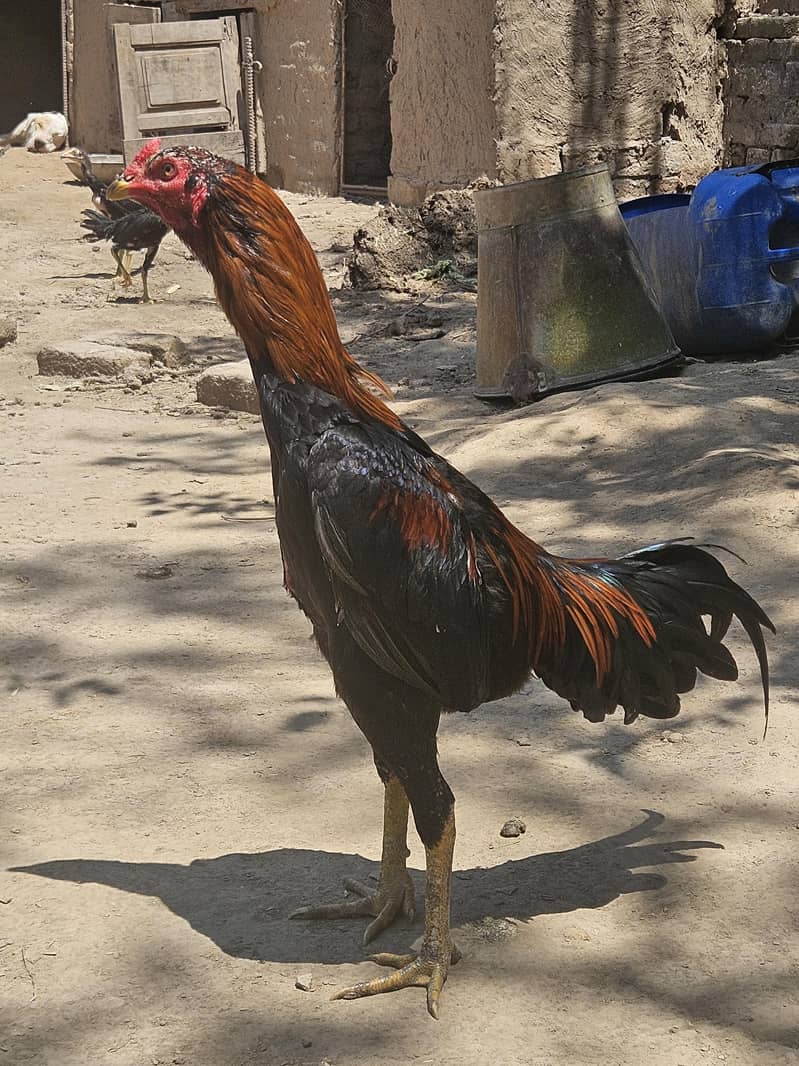 pure pakoye patha 3