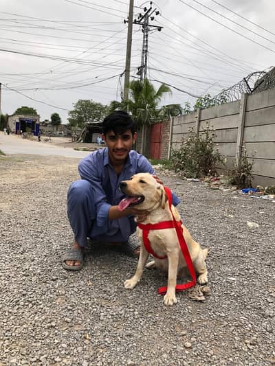 British labrador