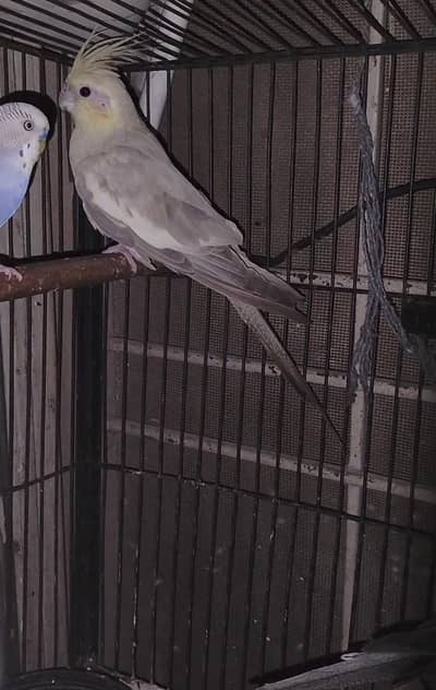cocktail breeder female with gurante