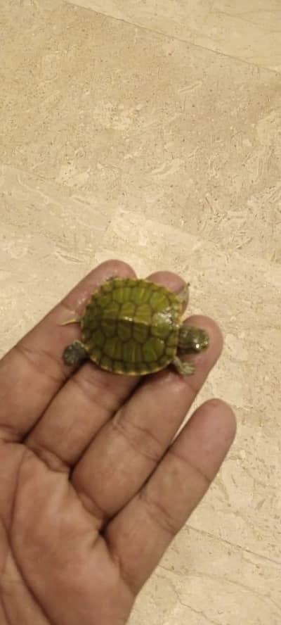 Red slides turtles