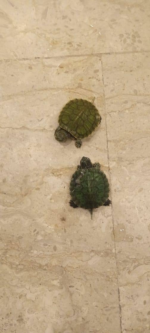 Red slides turtles 2