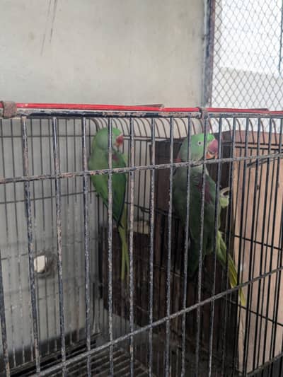paharri periot pair