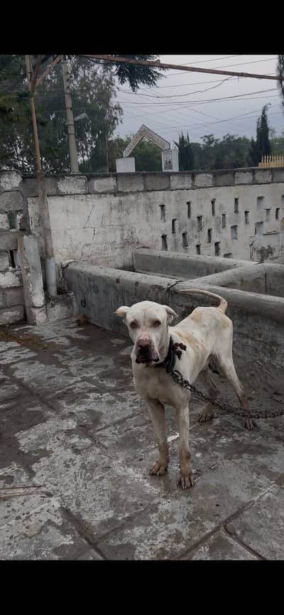 Bully Dog 2 year age Lion