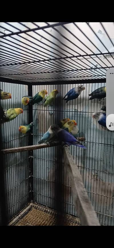 love bird for sale
