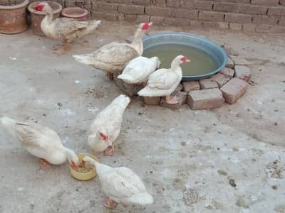 مسکوی ducks for sale