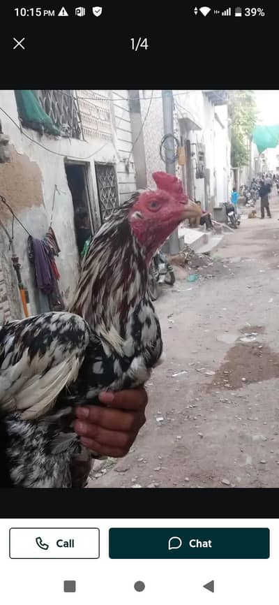 best quality Murga