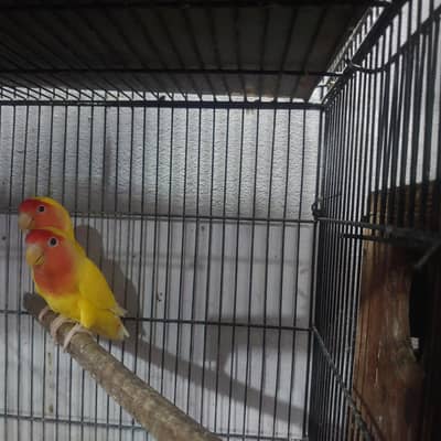 common Lutino red eyes breeder pair with chicks