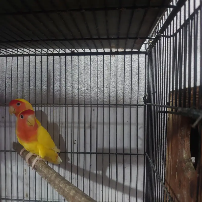 common Lutino red eyes breeder pair with chicks — photo 2