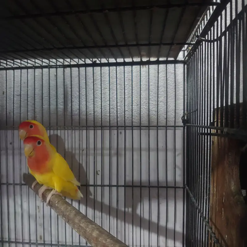 common Lutino red eyes breeder pair with chicks — photo 3