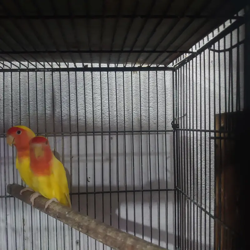 common Lutino red eyes breeder pair with chicks — photo 4