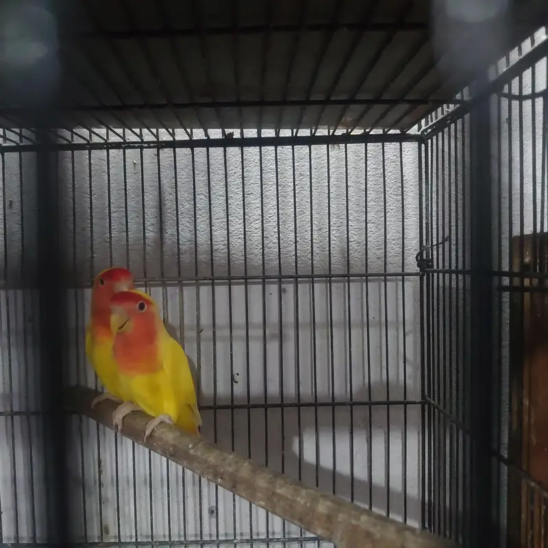 common Lutino red eyes breeder pair with chicks — photo 5