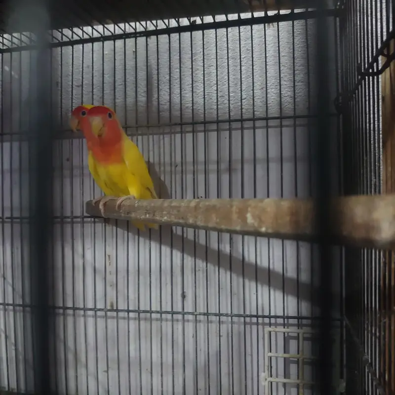 common Lutino red eyes breeder pair with chicks — photo 6