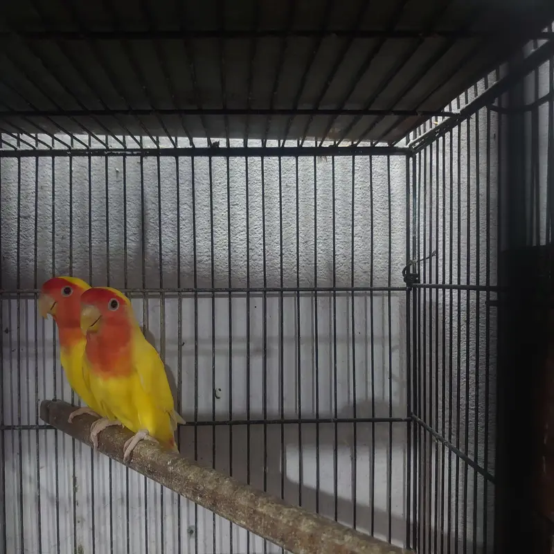 common Lutino red eyes breeder pair with chicks — photo 7