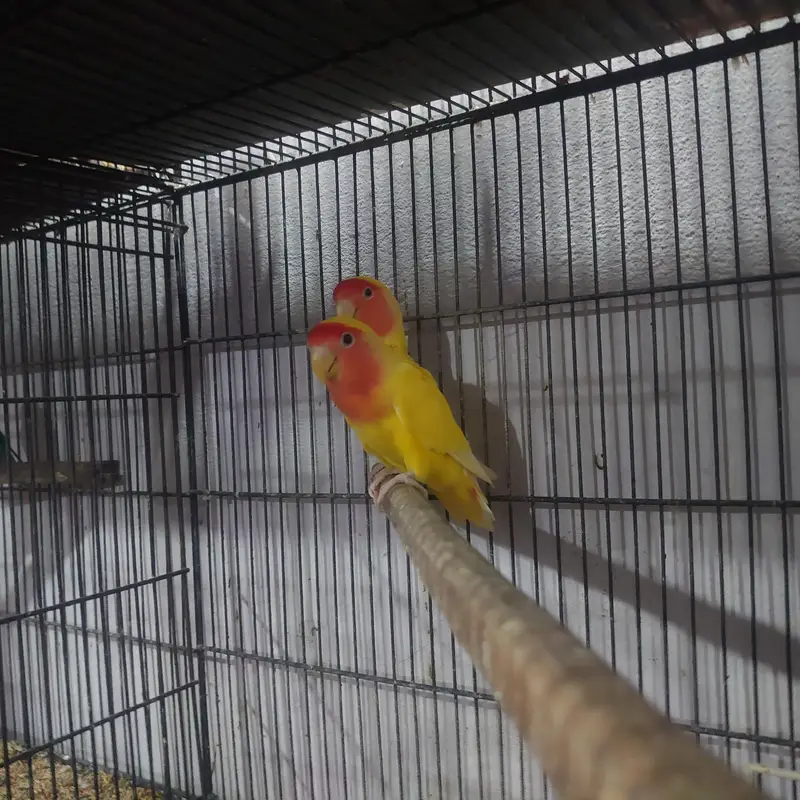 common Lutino red eyes breeder pair with chicks — photo 8