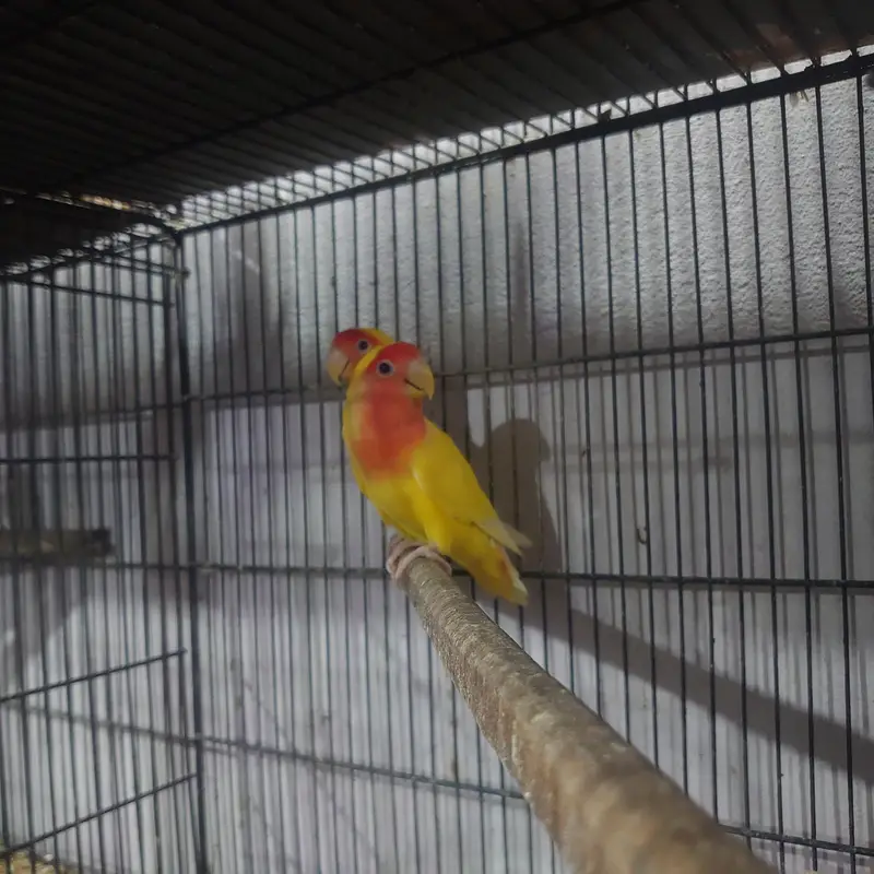 common Lutino red eyes breeder pair with chicks — photo 9