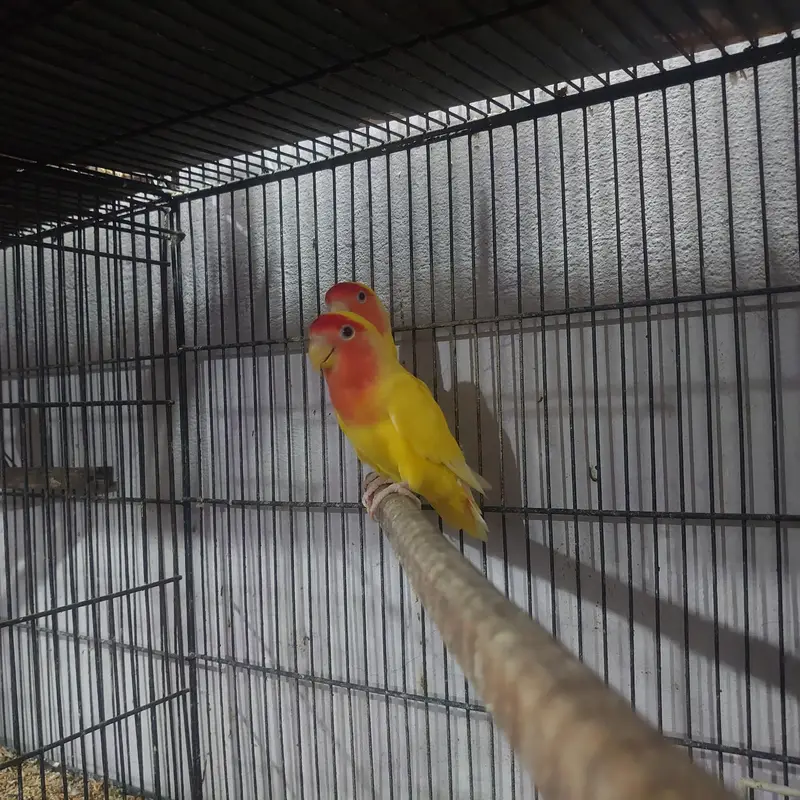 common Lutino red eyes breeder pair with chicks — photo 10