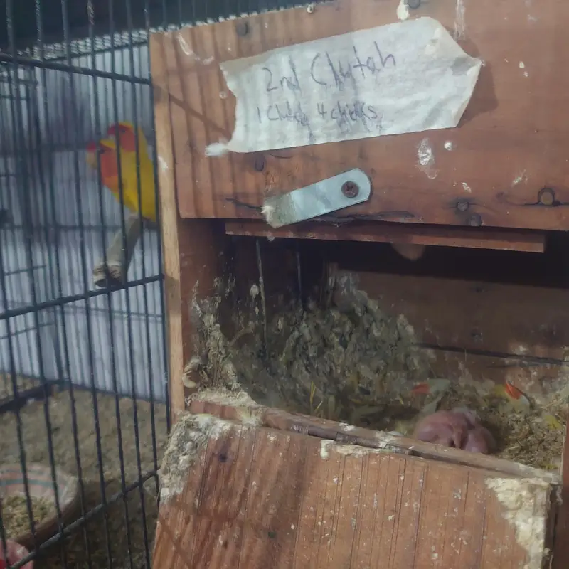 common Lutino red eyes breeder pair with chicks — photo 11