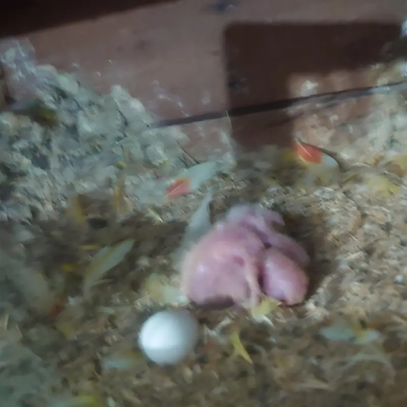 common Lutino red eyes breeder pair with chicks — photo 12