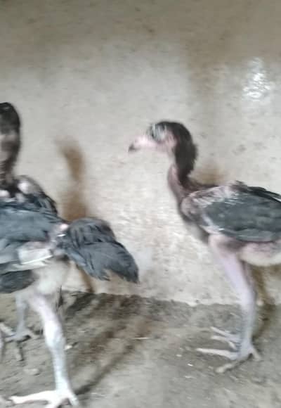 fareed koti lasani chicks