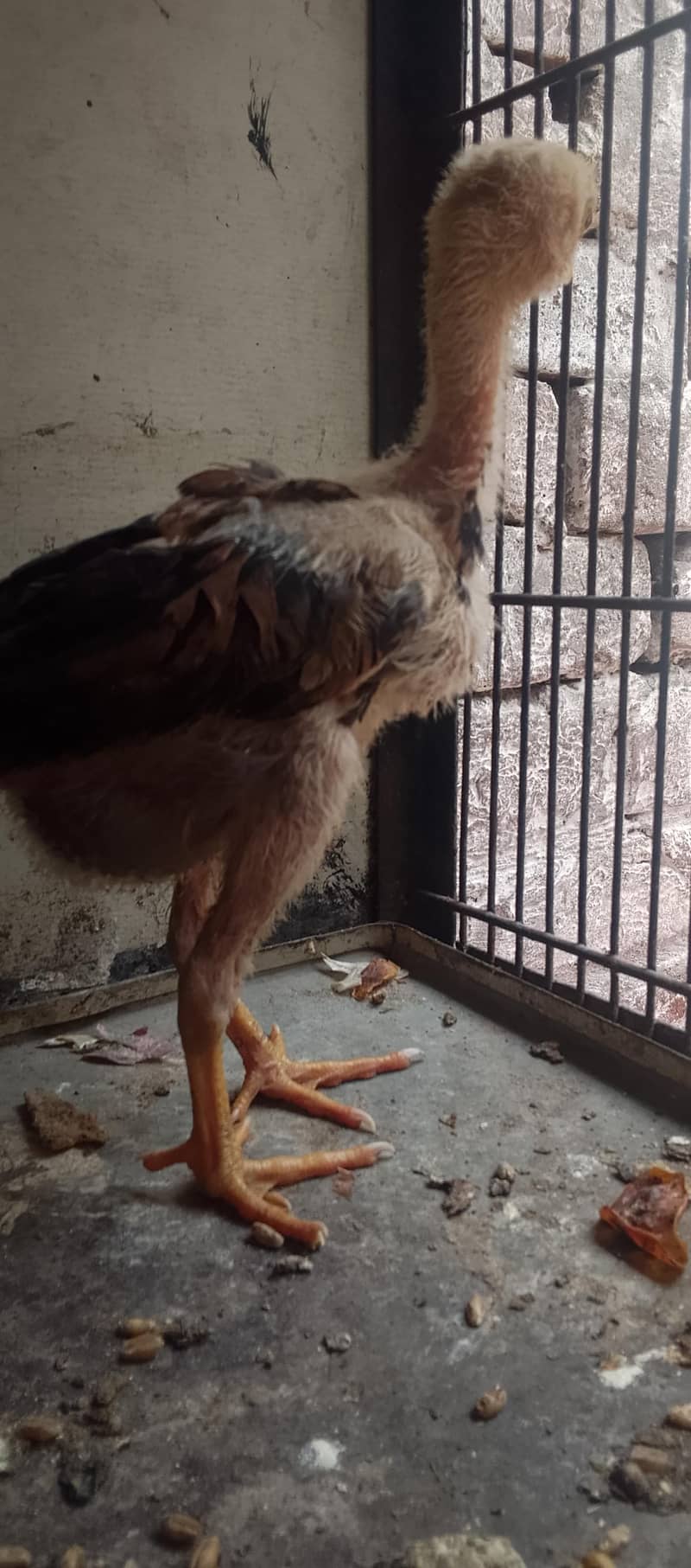 Aseel chicks 4