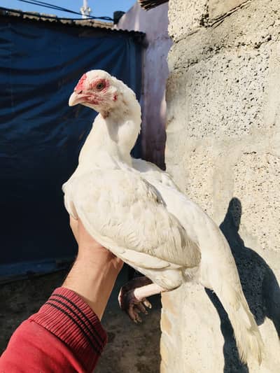 Hera Aseel chiks pure quality