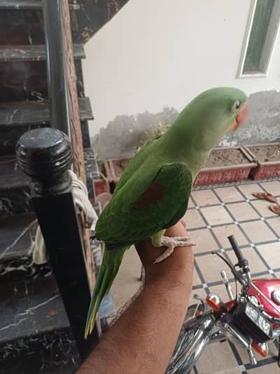 Pakistani Raw female