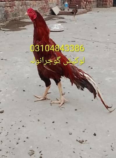 peela breader pakoy patha