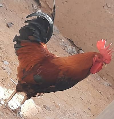 golden misri cock for sale