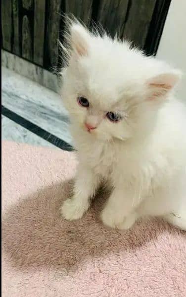 Persian cat female 0319===7676=623 my WhatsApp