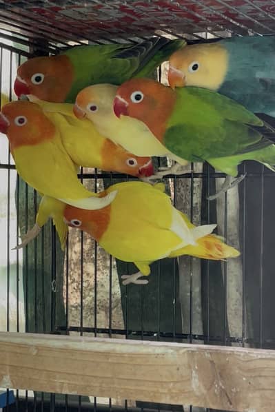 Breeder pair & chicks