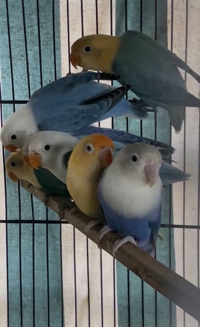 chicks love birds