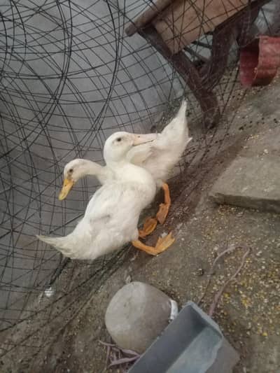 Masshallah Pure White Ducks Healthy and Active 03364578464