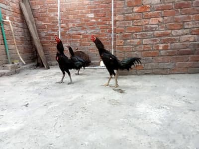 burmi+ vatnam.