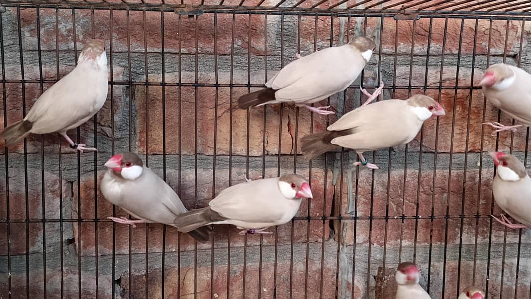 Fawn Java 14 Breeder pair 0