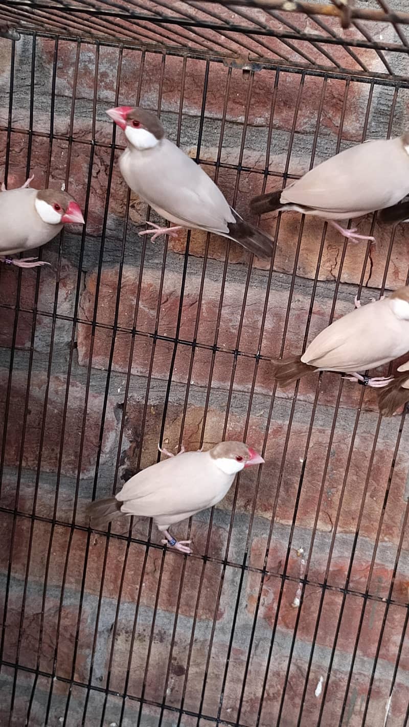 Fawn Java 14 Breeder pair 9