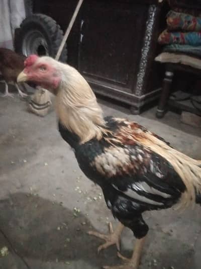 aseel male/female pair