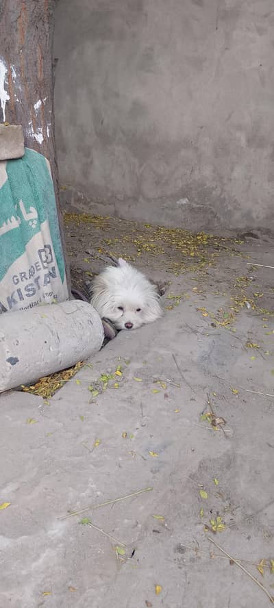 very nice obedient and friendly dog