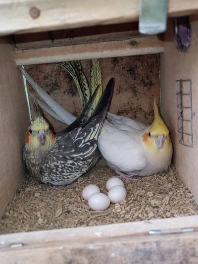 cocktail pair with eggs
