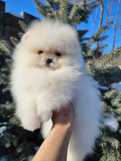 pomeranin pupies