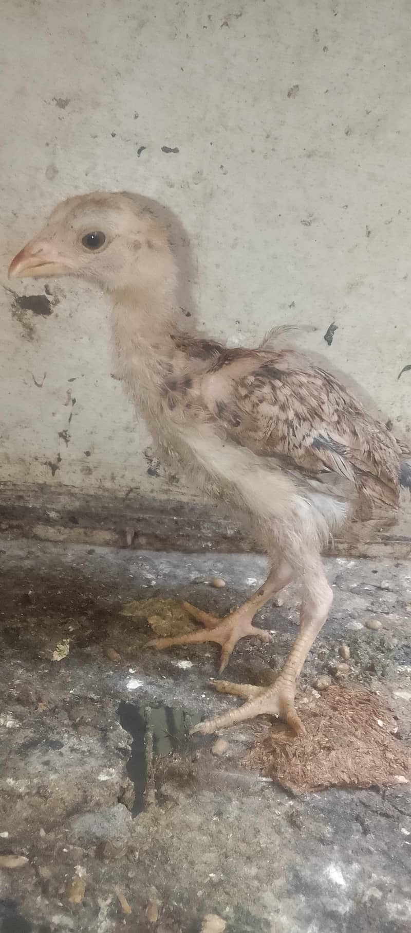 Aseel chicks 7