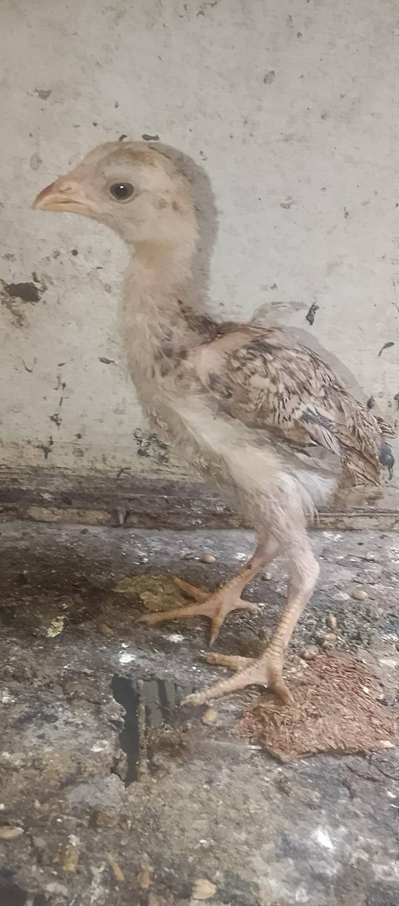 Aseel chicks 8