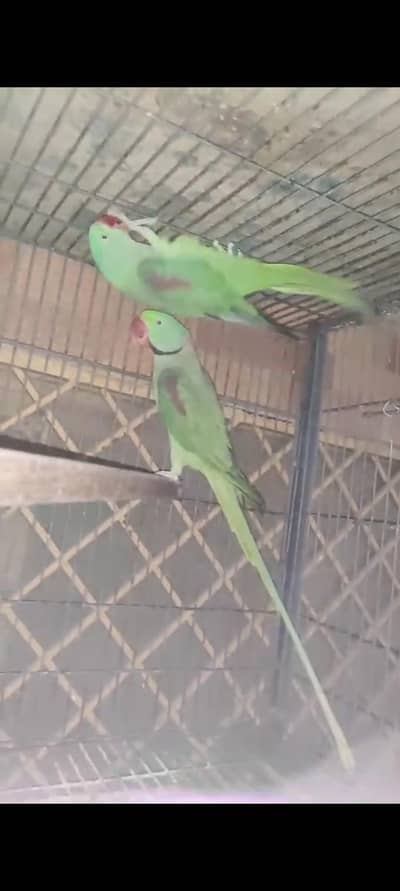 breeder pair for sale