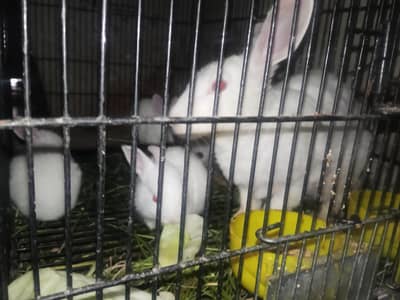 red eyes rabbit
