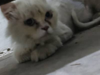 found a missing cat  Whatsapp 03176550705 simple is 03719207373